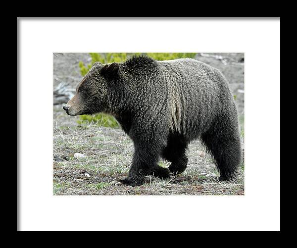 Yellowstone Framed Print featuring the photograph Yellowstone Grizzly Mid-Stride by Bruce Gourley