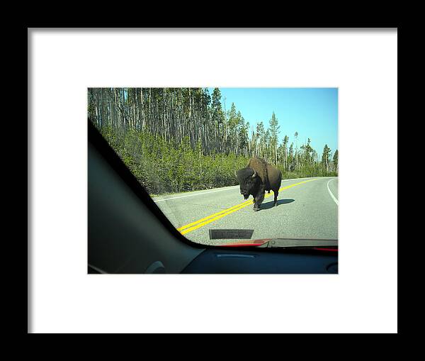 Bison Framed Print featuring the photograph Yellowstone Traffic can be Dangerous by George Jones