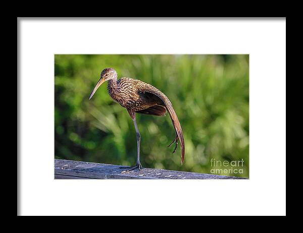 Limpkin Framed Print featuring the photograph Yoga Pose Limpkin by Tom Claud