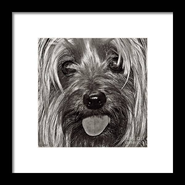 Dog Framed Print featuring the photograph Yorkie Closeup Black n White by Terri Mills