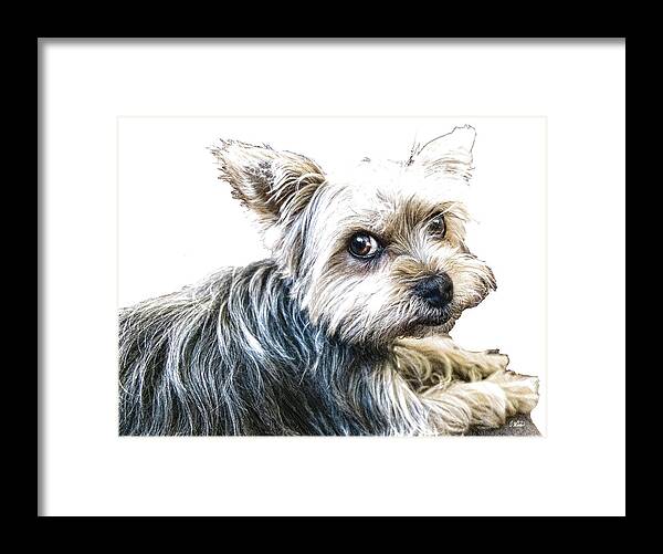 Dog Framed Print featuring the drawing Yorkshire Terrier - DWP2785087 by Dean Wittle
