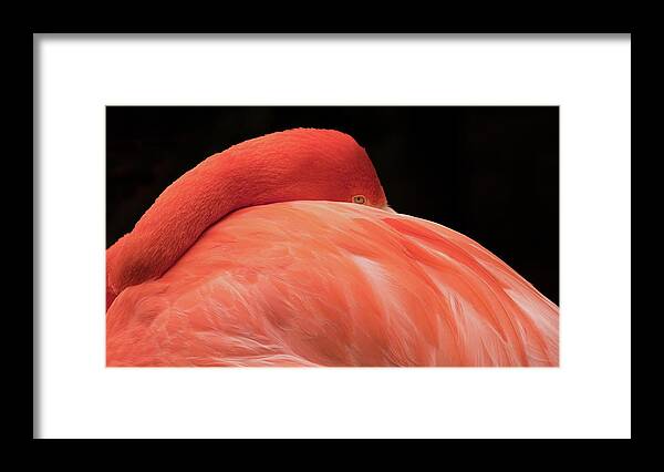 Flamingo Framed Print featuring the photograph You Can Learn A Lot By Watching by Holly Ross