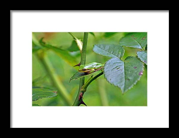 Animal Framed Print featuring the photograph You Can Not See Me by Kenneth Albin