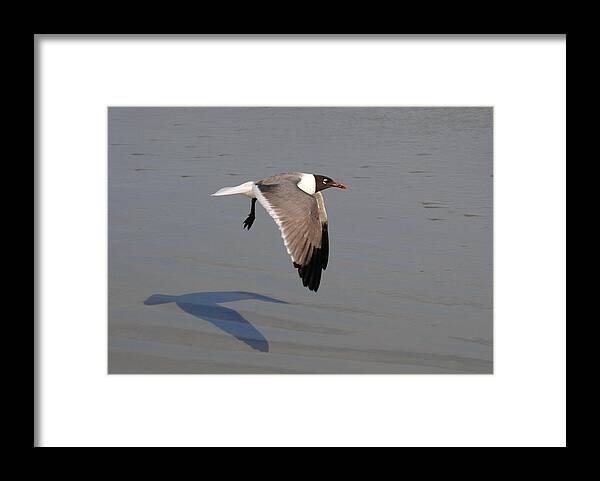 Bird Framed Print featuring the photograph You Following Me by Eric Liller