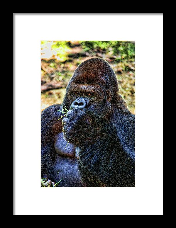 Gorilla Framed Print featuring the photograph You Looking At Me by Joetta West