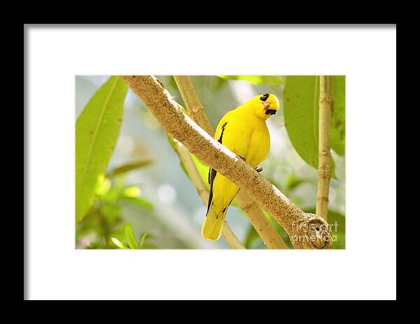 Photography Framed Print featuring the photograph You Looking at Me? by Sean Griffin
