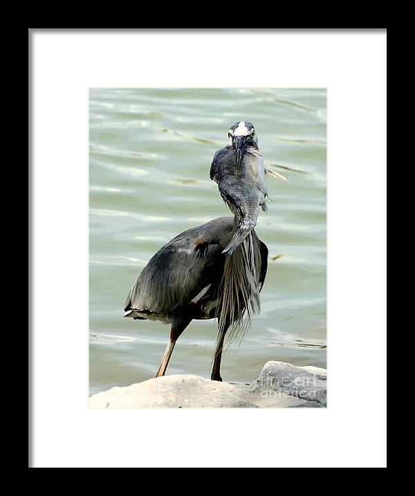 Great Blue Heron Framed Print featuring the photograph You Said a Mouthful by B Rossitto
