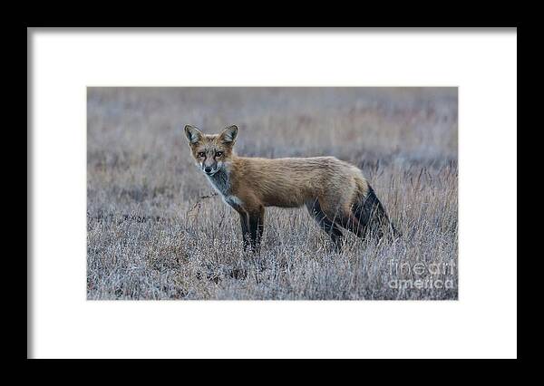 Fox Framed Print featuring the photograph You Talkin' to Me? by John Greco