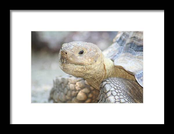 Closeup Framed Print featuring the photograph You Think So... by Anita Parker