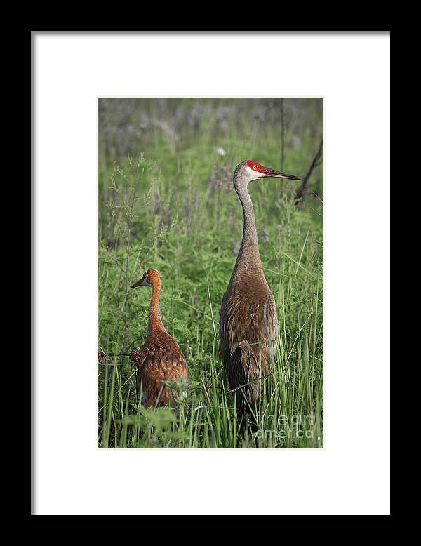 Bird Framed Print featuring the photograph Young and Adult Sandhills by Tom Claud