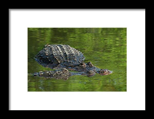 Adult Framed Print featuring the photograph Young and Old by Dawn Currie