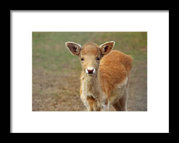 Animal Framed Print featuring the photograph Young And Sweet by Cynthia Guinn