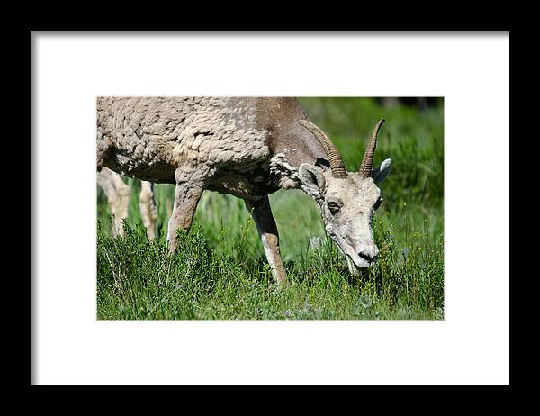 Animals Framed Print featuring the photograph Young Big Horn Sheep by Crystal Wightman