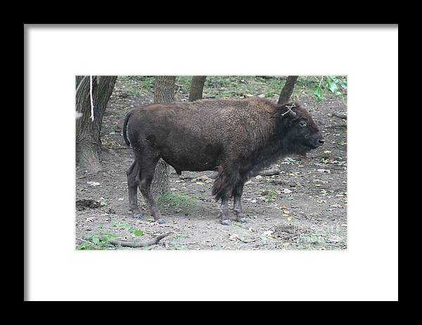 Buffalo Framed Print featuring the photograph Young Bison by Lynn Michelle