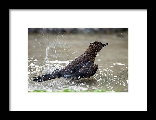 Young Blackbird's Bath Framed Print featuring the photograph Young Blackbird's bath by Torbjorn Swenelius