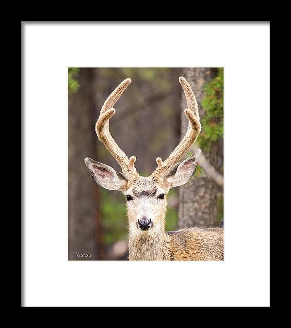 2016 Framed Print featuring the photograph Young Buck by Tim Kathka