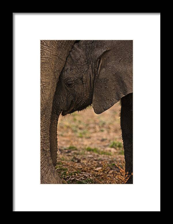 Africa Framed Print featuring the photograph Young Elephant and mother by Johan Elzenga