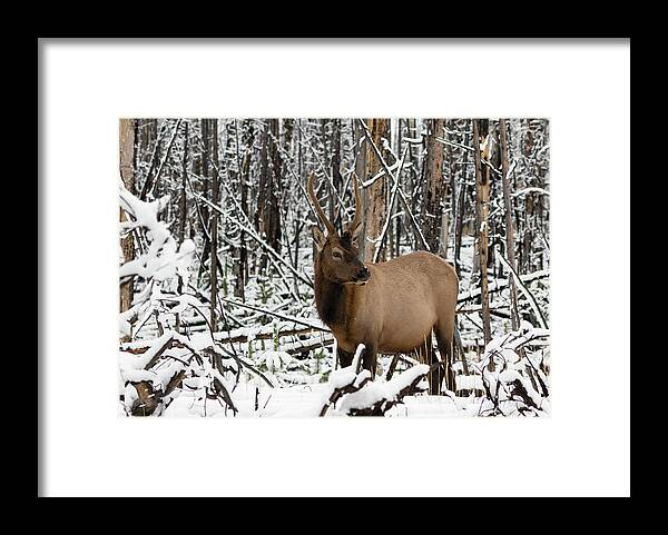 Elk Framed Print featuring the photograph Young Elk by Ronnie And Frances Howard