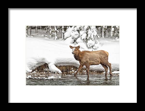 Elk Framed Print featuring the photograph Young Elk by Sonya Lang
