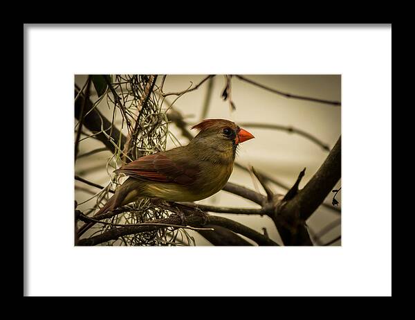 Birds Framed Print featuring the photograph Young Female Cardinal by George Kenhan