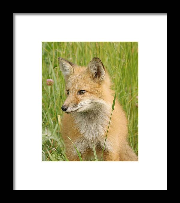 Fox Framed Print featuring the photograph Young fox by Doris Potter