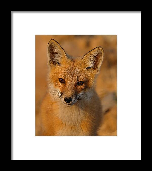 Fox Framed Print featuring the photograph Young Fox by William Jobes