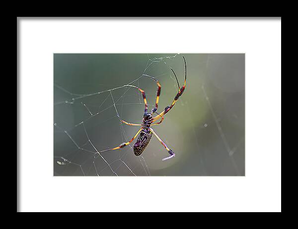 Spider Framed Print featuring the photograph Young Golden Silk Female by Kenneth Albin