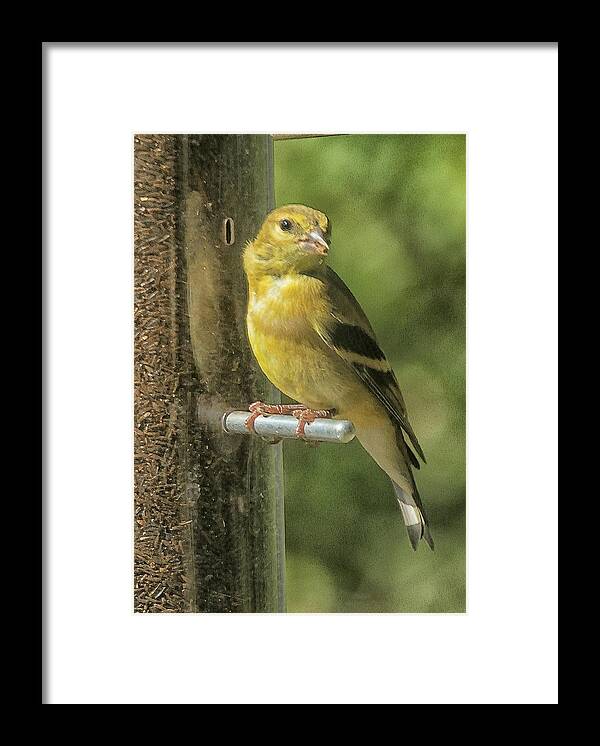 Feeder Framed Print featuring the photograph Young Goldfinch by Constantine Gregory