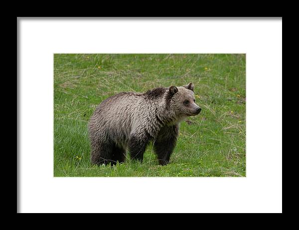 Grizzly Framed Print featuring the photograph Young Grizzly by Mark Miller