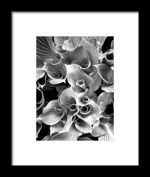 Hostess Framed Print featuring the photograph Young Hosta by Frederic A Reinecke