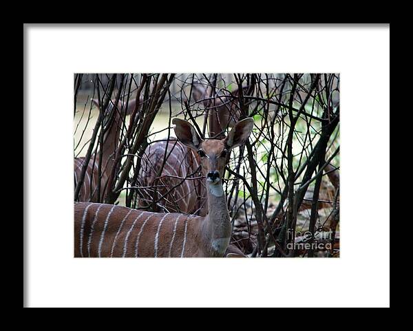 Michelle Meenawong Framed Print featuring the photograph Young Kudu by Michelle Meenawong