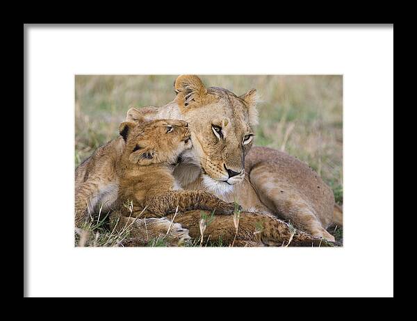 00761787 Framed Print featuring the photograph Young Lion Cub Nuzzling Mom by Suzi Eszterhas
