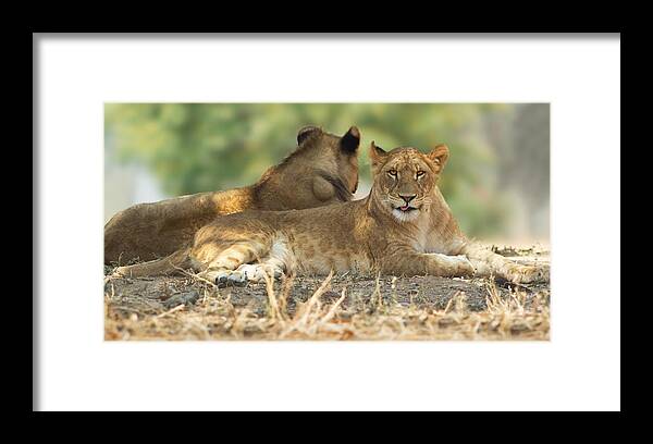 Lioness Framed Print featuring the photograph Young Lioness by Yuri Peress