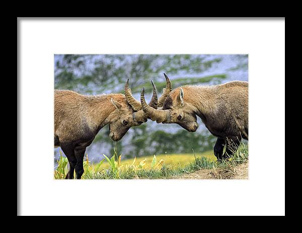 Ibex Framed Print featuring the photograph Young male wild alpine, capra ibex, or steinbock by Elenarts - Elena Duvernay photo