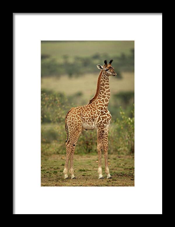 Giraffe Framed Print featuring the photograph Young Masai Giraffe by Steven Upton
