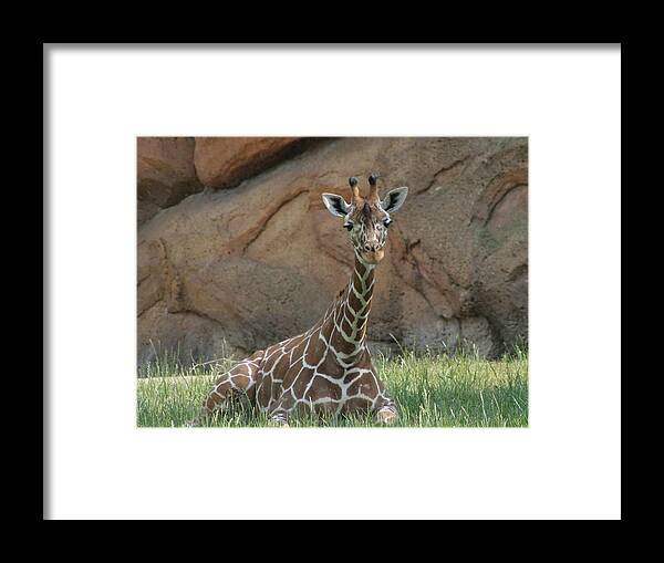 Nashville Zoo Framed Print featuring the photograph Young Masai Giraffe by Valerie Collins