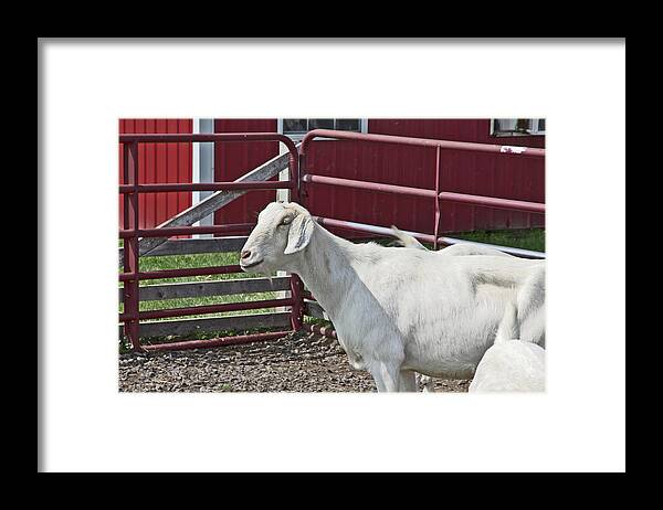 Young Old Goat White And Grayish Red Fence And Gate Barn In Close Proximity Framed Print featuring the photograph Young Old Goat White and Grayish Red Fence and Gate Barn in Close Proximity 2 9132017 by David Frederick