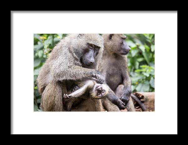 Adult Framed Print featuring the photograph Young olive or common baboon grooming by Karen Foley