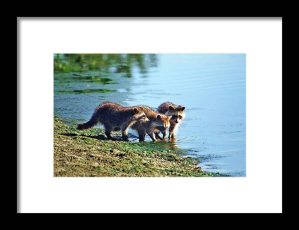Raccoon Framed Print featuring the photograph Young Raccoons by Ted Keller