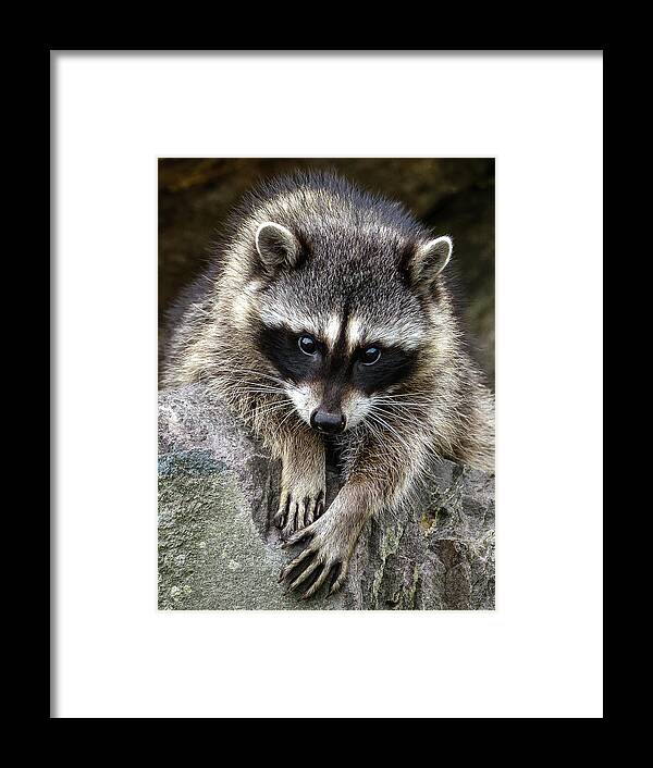 Raccoon Framed Print featuring the photograph Young Raccoon by Jerry Cahill