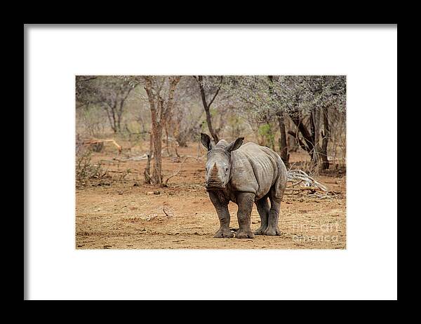 Wildlife Framed Print featuring the photograph Young Rhino by Jennifer Ludlum