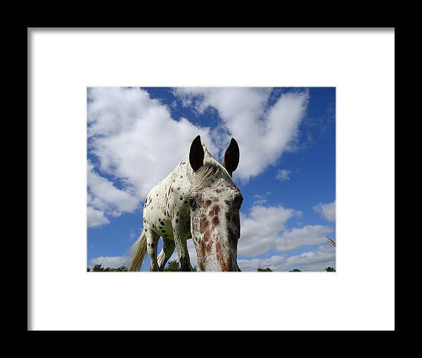 Appaloosa Framed Print featuring the photograph You've been spotted by Susan Baker