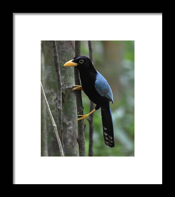 Jay Framed Print featuring the photograph Yucatan Jay by Ben Foster