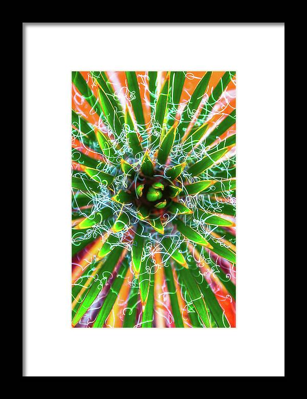 Abstract Framed Print featuring the photograph Yucca Sunrise by Darren White