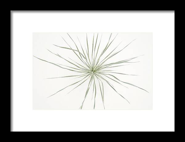 Kj Swan Flowers And Plants Framed Print featuring the photograph Yucca Whorl - White Sands National Park by KJ Swan