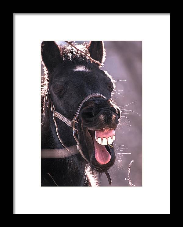 Pony Framed Print featuring the photograph Yup by Heather Hubbard