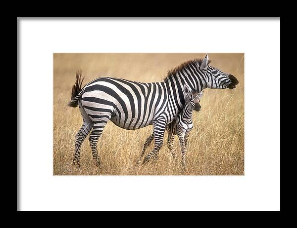 Animal Framed Print featuring the photograph Zebra and foal by Johan Elzenga