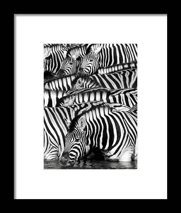 Zebra Framed Print featuring the photograph Zebra Drinking - Black and White by Nancy D Hall