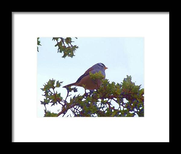 Birds Framed Print featuring the mixed media White Crowned Sparrow in Cedar by Shelli Fitzpatrick
