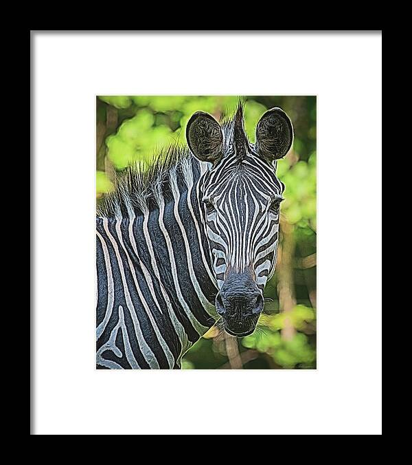 Look Framed Print featuring the photograph Zebra by Jacalyn Ackerman